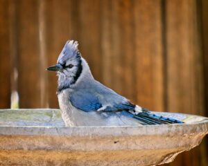 A Blue Jay is seen from the side while standing in a birdbath.
