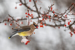 A Cedar Waxwing is perched on a thin, icy branch while holding a red berry in its bill. There are also red berries on nearby branches.