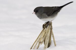A Dark-eyed Junco, seen from the side, is standing on the top of a fence post.