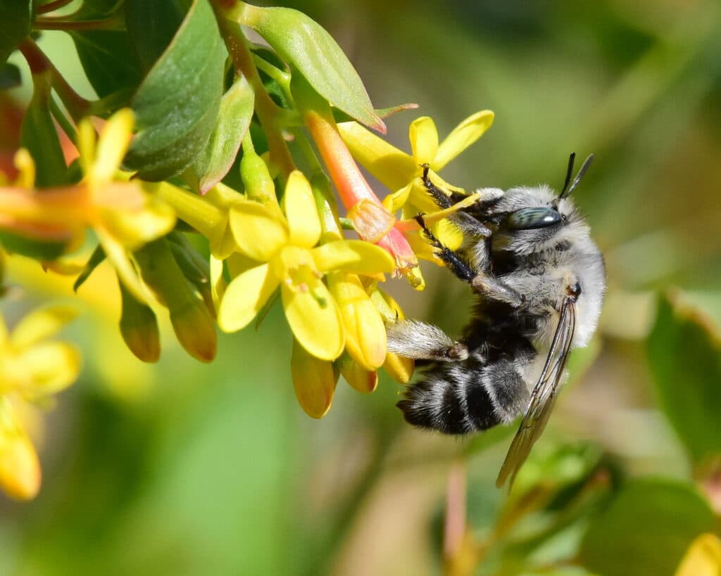 A Digger bee is nectaring on the flower of a Golden Currant shrub, seen from the side.