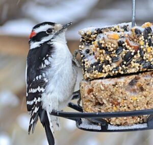 A male Downy Woodpecker is seen from the side as it perches on a feeder filled with suet.