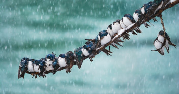 A long row of Eastern Bluebirds are tightly huddled side by side on a thin branch. Snow flakes are falling around them.