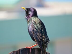 A European Starling is seen mostly from the back as it stands on a fence post. It's feathers are glistening with iridescent colors.