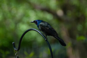 A Common Grackle male is standing on the top of a wrought iron plant hanger, as seen from the side.