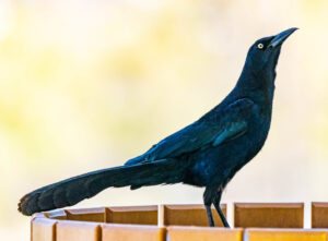 A Great-tailed Grackle is seen from the side as it stands on a round wooden platform.