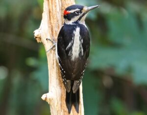 A Hairy Woodpecker is clinging vertically to a narrow branch.