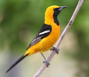 A male Hooded Oriole is perching on a twig, as seen from the side.