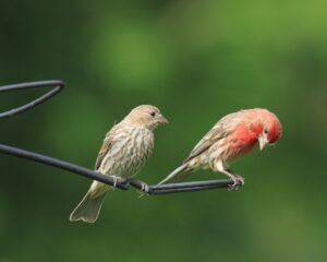 A male and female House Finches are perched side by side on a thin rod.