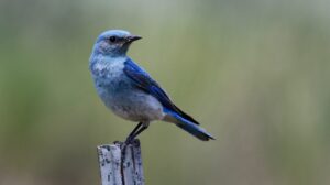 A male Mountain Bluebird is standing at the top of a metal post, as seen from the side. His head is turned to look at the camera.