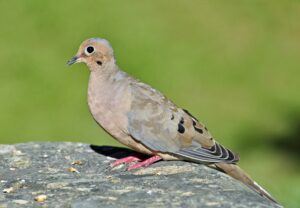 A Mourning Dove is standing on a flat stone, as seen from the side.