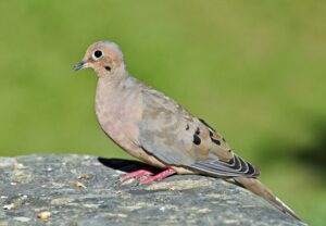A Mourning Dove is standing on a flat stone, as seen from the side.