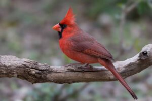 A bright red male Northern Cardinal is standing on a small horizontal tree branch, as seen from the side.
