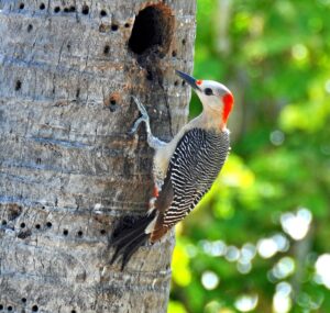 A female Red-bellied Woodpecker is clinging to the vertical trunk of a large tree. It is facing a large hole in the trunk, which is probably her nest.