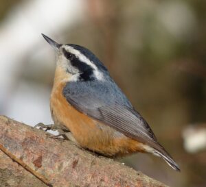 A Red-breasted Nuthatch is standing on a tree branch.