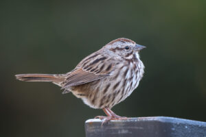 Close up of a Song Sparrow standing on the edge of a gray stone platform. As seen from the side.