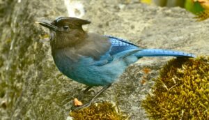 A Steller's Jay is standing on the ground, as seen from the side.