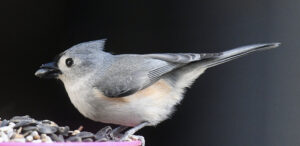 A Tufted Titmouse is standing on a pink platform feeder with a sunflower seed in its bill.
