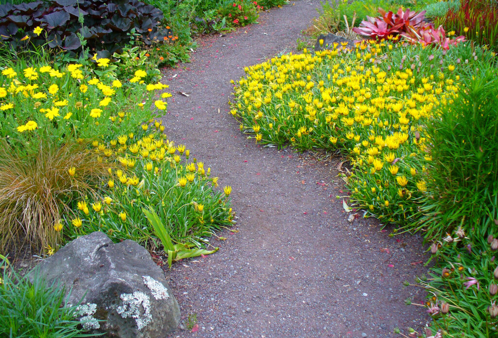 A dark-gravel path is winding between flower beds filled with yellow flowers.