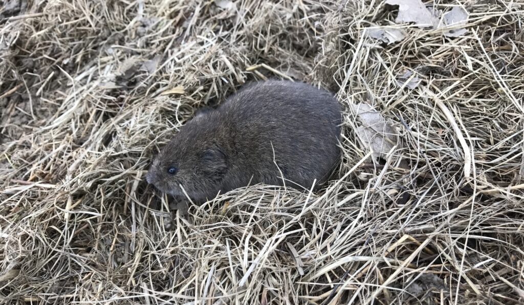 A Meadow Vole as seen from the side standing in short, dead grasses.