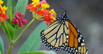 Close up of a Monarch Butterfly clinging to a flower on a Tropical Milkweed plant.