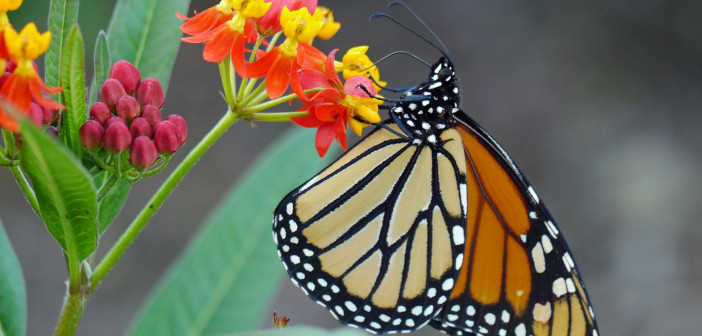 Close up of a Monarch Butterfly clinging to a flower on a Tropical Milkweed plant.
