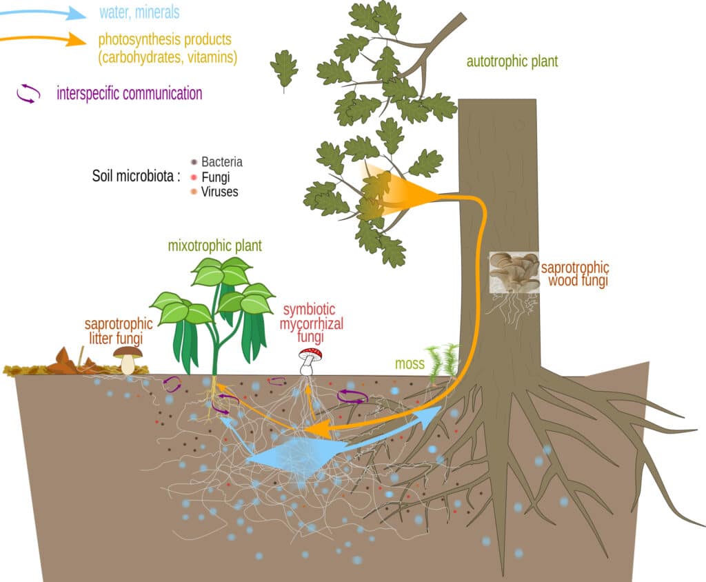 Illustration showing how plants take in nutrients and share them through their root system with the aid of mycorrhizal fungi.
