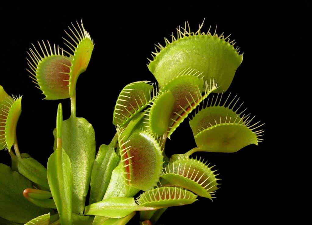 A Venus Flytrap plant is show in front of a black background.