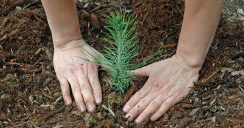 A pine tree seeding is freshly planted and has a person's hands around it.