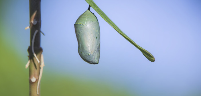 A Monarch chrysalis is attached to a thin green, horizontal plant stem.